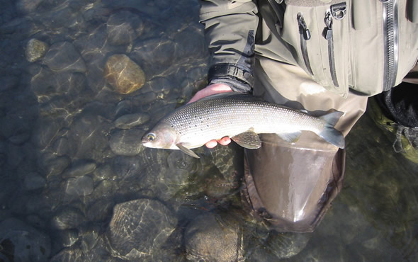 Fishbone Charters - World Class Guided Fishing in Talkeetna, Alaska